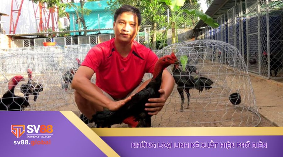 Những loại linh kê xuất hiện phổ biến trên thị trường hiện nay